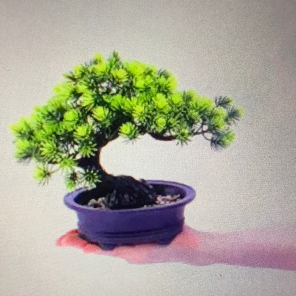 Bonsai looks almost real NWT - Picture 2 of 4